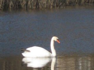 Schwan 52